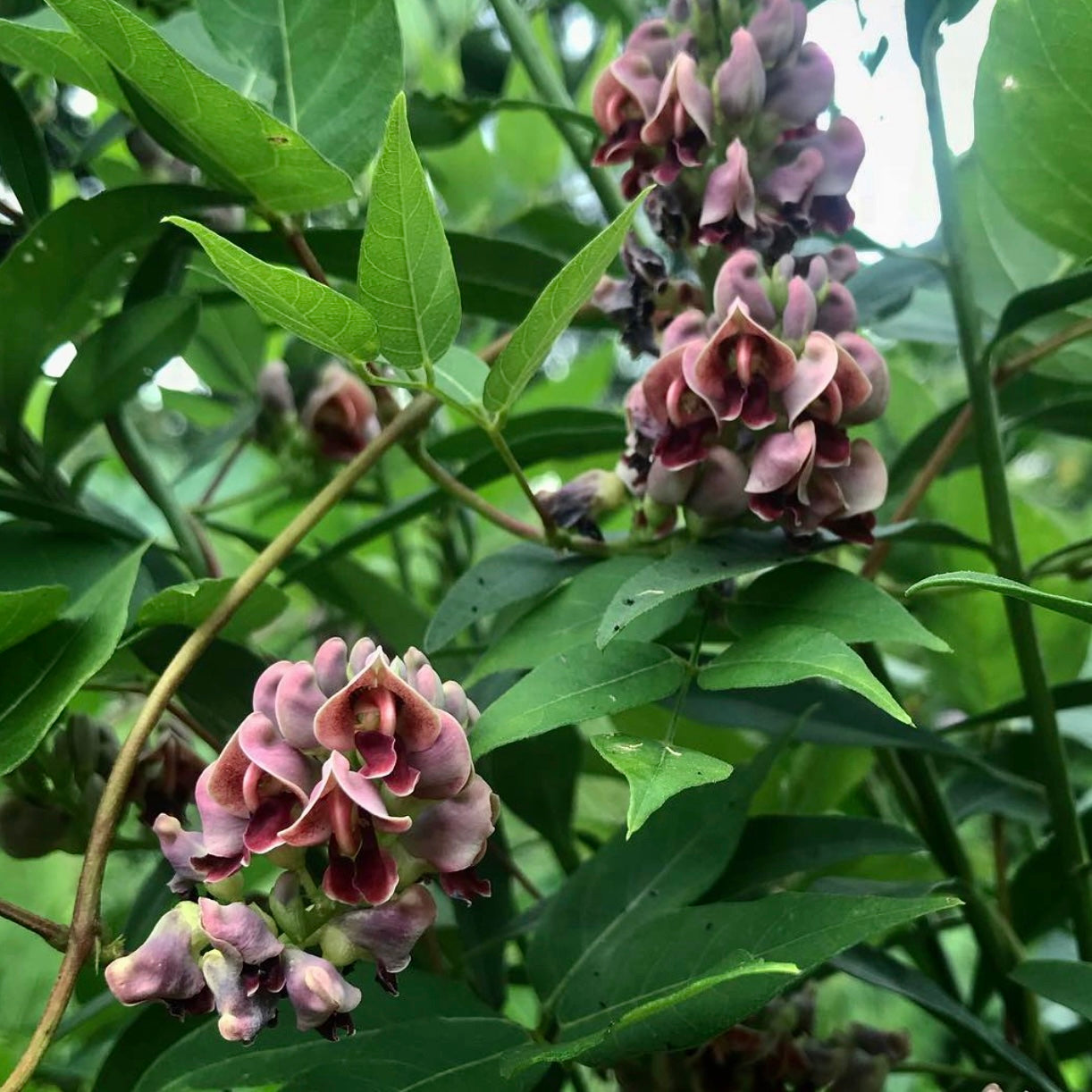 Groundnut (Apios americana)