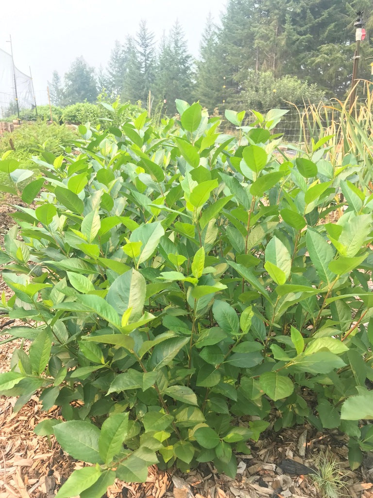 Aronia Berry Growing