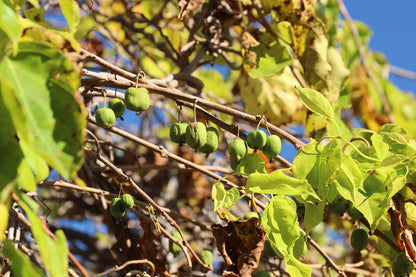 Kiwi rustique (Actinidia arguta)