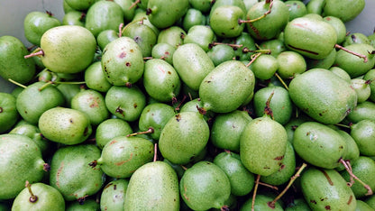 Kiwi rustique (Actinidia arguta)